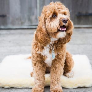 Huggle Hounds Fleecebed