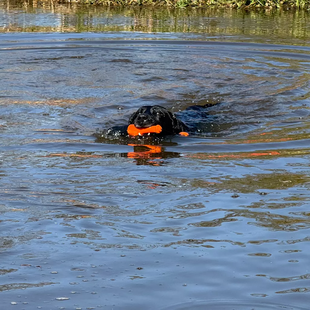 Dog Comets - Bobber - Afbeelding 3
